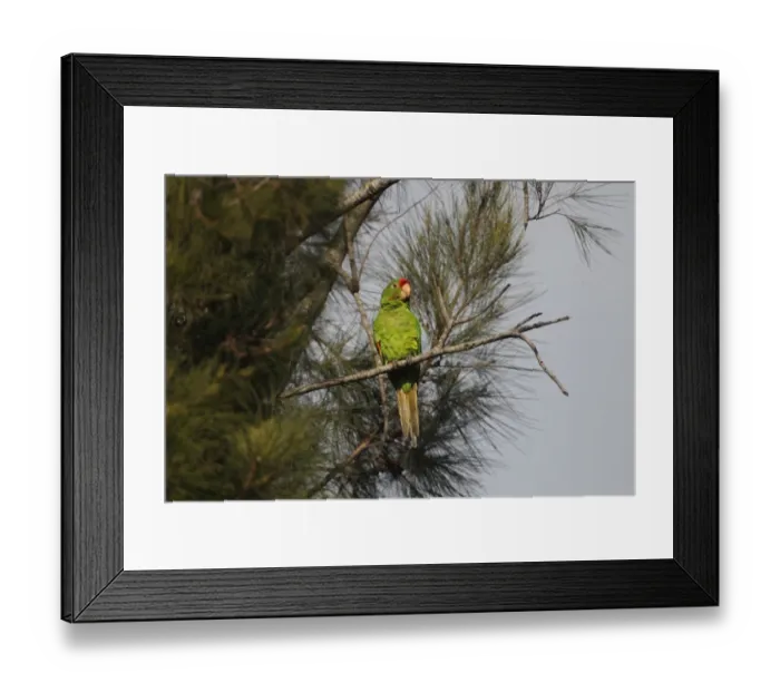 Framed Print : Crimson-fronted Parakeet (Aratinga finschi) adult, perched on branch in tree, Costa Rica, february Framed Print : Crimson-fronted Parakeet (Aratinga finschi) adult, perched on branch in tree, Costa Rica, february