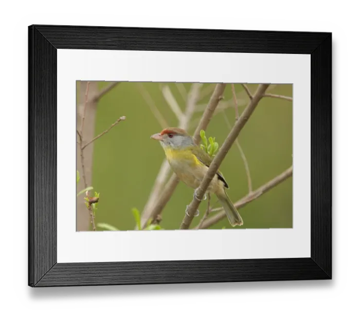 Framed Print : Rufous-browed Peppershrike (Cyclarhis gujanensis) adult, perched on branch, Argentina, october Framed Print : Rufous-browed Peppershrike (Cyclarhis gujanensis) adult, perched on branch, Argentina, october