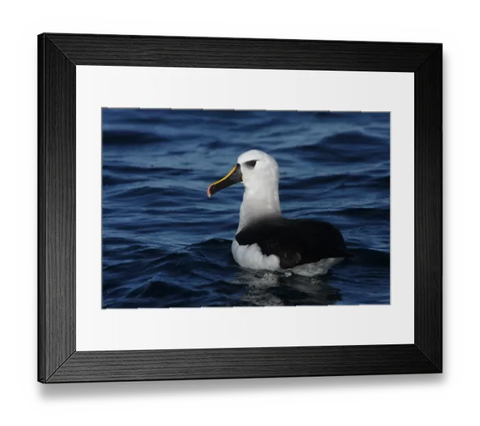 Framed Print : Atlantic Yellow-nosed Albatross (Thalassarche chlororhynchos) adult, swimming, off Mar de Plata, Buenos Aires Framed Print : Atlantic Yellow-nosed Albatross (Thalassarche chlororhynchos) adult, swimming, off Mar de Plata, Buenos Aires