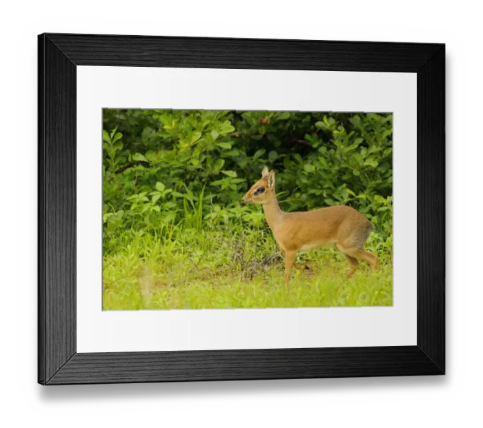 Framed Print : Kirk's Dik-dik (Madoqua kirkii) adult male, standing, Ruaha N. P. Tanzania Framed Print : Kirk's Dik-dik (Madoqua kirkii) adult male, standing, Ruaha N. P. Tanzania