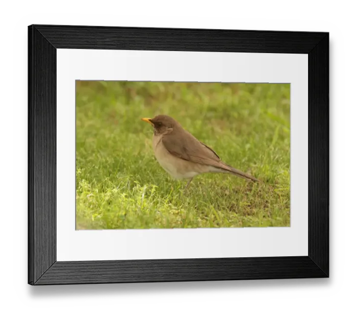 Framed Print : Creamy-bellied Thrush (Turdus amaurochalinus) adult, standing on ground, La Lucila, Buenos Aires Province, Argentina, november Framed Print : Creamy-bellied Thrush (Turdus amaurochalinus) adult, standing on ground, La Lucila, Buenos Aires Province, Argentina, november