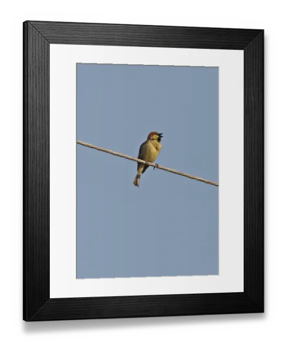 Framed Print : Plain-backed Sparrow (Passer flaveolus) adult male, singing, perched on overhead powerline, Thailand, february Framed Print : Plain-backed Sparrow (Passer flaveolus) adult male, singing, perched on overhead powerline, Thailand, february