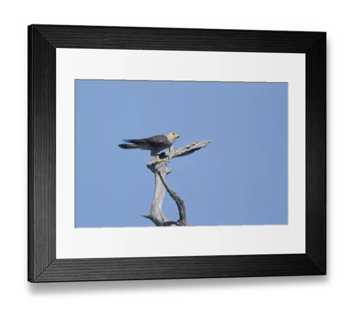 Framed Print : Dickinson's Kestrel (Falco dickinsoni) adult male, perched on branch, Okavango Delta, Botswana Framed Print : Dickinson's Kestrel (Falco dickinsoni) adult male, perched on branch, Okavango Delta, Botswana