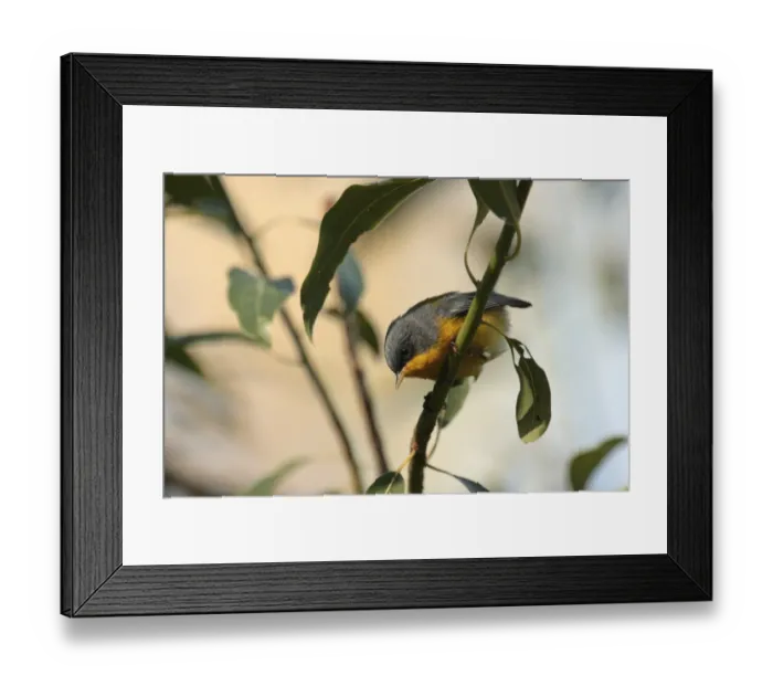 Framed Print : Tropical Parula (Parula pitiayumi) adult, perched on twig, Ribera Norte, Buenos Aires Province, Argentina, may Framed Print : Tropical Parula (Parula pitiayumi) adult, perched on twig, Ribera Norte, Buenos Aires Province, Argentina, may