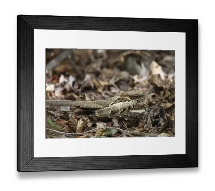 Framed Print : Long-tailed Nightjar (Caprimulgus climacurus) adult, sitting on forest floor, Gambia, january