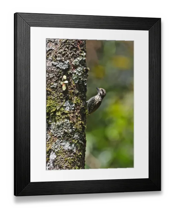 Framed Print : Speckled Piculet (Picumnus innominatus malayorum) adult, clinging to lichen covered tree trunk, Kaeng Krachan N. P. Thailand, november Framed Print : Speckled Piculet (Picumnus innominatus malayorum) adult, clinging to lichen covered tree trunk, Kaeng Krachan N. P. Thailand, november