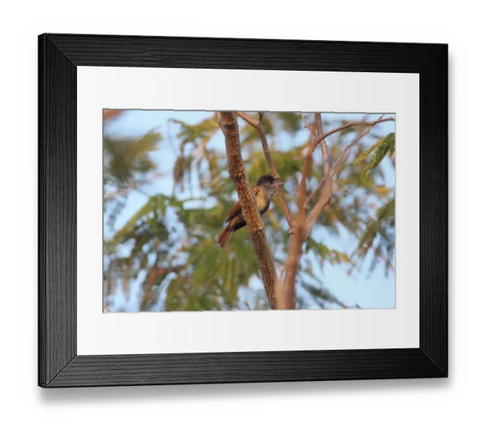 Framed Print : Rose-throated Becard (Pachyramphus aglaiae) adult, perched in tree, Costa Rica, february Framed Print : Rose-throated Becard (Pachyramphus aglaiae) adult, perched in tree, Costa Rica, february