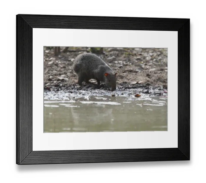 Framed Print : Azara's Agouti (Dasyprocta azarae) adult, drinking, Pantanal, Mato Grosso, Brazil Framed Print : Azara's Agouti (Dasyprocta azarae) adult, drinking, Pantanal, Mato Grosso, Brazil
