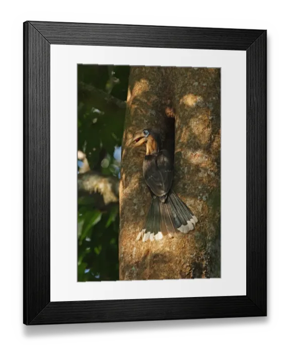 Framed Print : Tickell's Brown Hornbill (Anorrhinus tickelli) adult male, regurgitating fruit, visiting nesthole in tree trunk, Kaeng Krachan N. P. Thailand, february Framed Print : Tickell's Brown Hornbill (Anorrhinus tickelli) adult male, regurgitating fruit, visiting nesthole in tree trunk, Kaeng Krachan N. P. Thailand, february