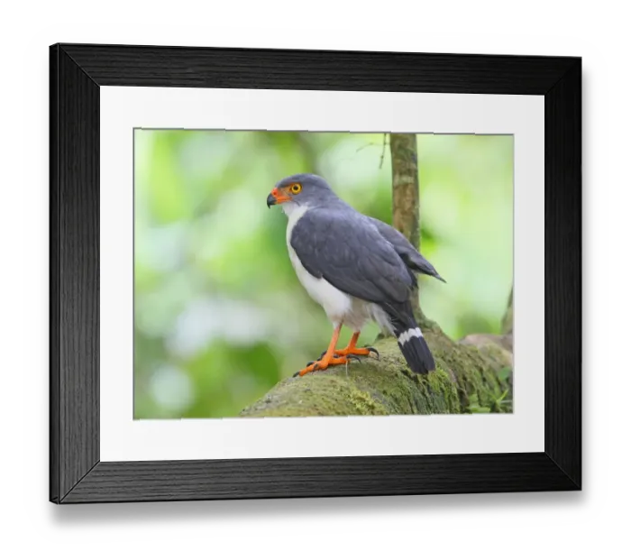 Framed Print : Semiplumbeous Hawk (Leucopternis semiplumbeus) adult, perched on branch in tree, Costa Rica, february Framed Print : Semiplumbeous Hawk (Leucopternis semiplumbeus) adult, perched on branch in tree, Costa Rica, february