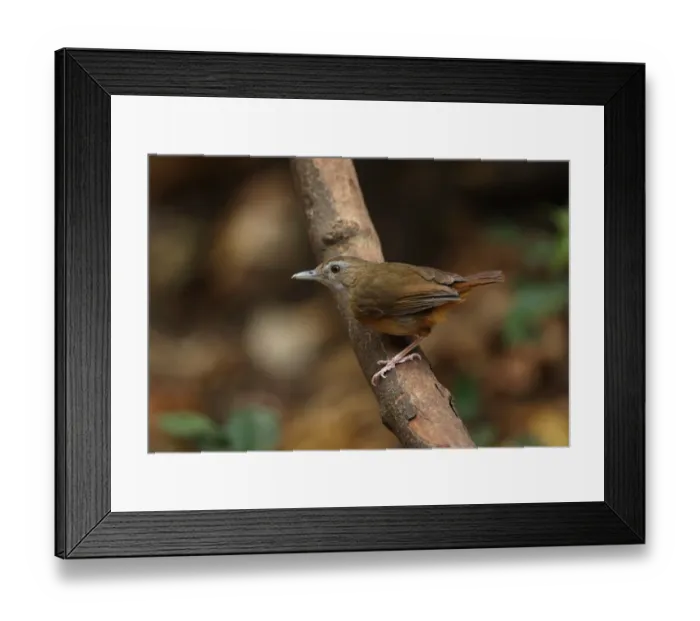 Framed Print : Abbott's Babbler (Malacocincla abbotti) adult, perched on branch, Kaeng Krachan N. P. Thailand, february Framed Print : Abbott's Babbler (Malacocincla abbotti) adult, perched on branch, Kaeng Krachan N. P. Thailand, february