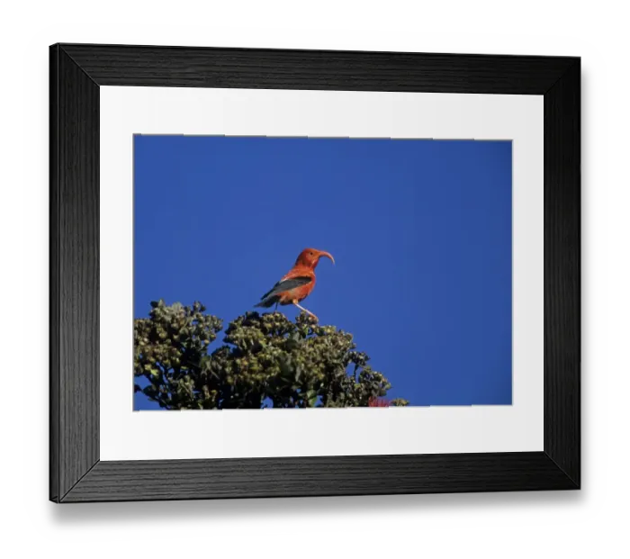 Framed Print : I'iwi (Vestiaria coccinea) adult, perched on bush, Big Island, Hawaii