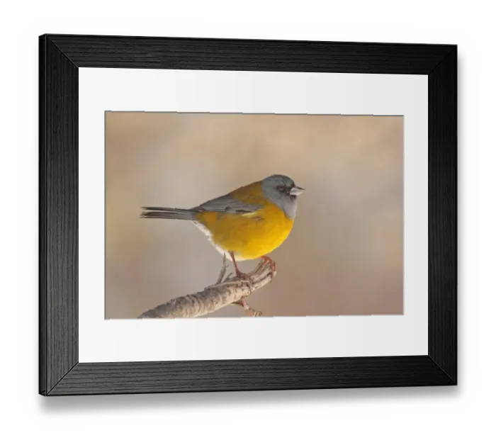Framed Print : Patagonian Sierra-finch (Phrygilus patagonicus) adult male, perched on twig, Haruwen, Tierra del Fuego, Argentina, august Framed Print : Patagonian Sierra-finch (Phrygilus patagonicus) adult male, perched on twig, Haruwen, Tierra del Fuego, Argentina, august