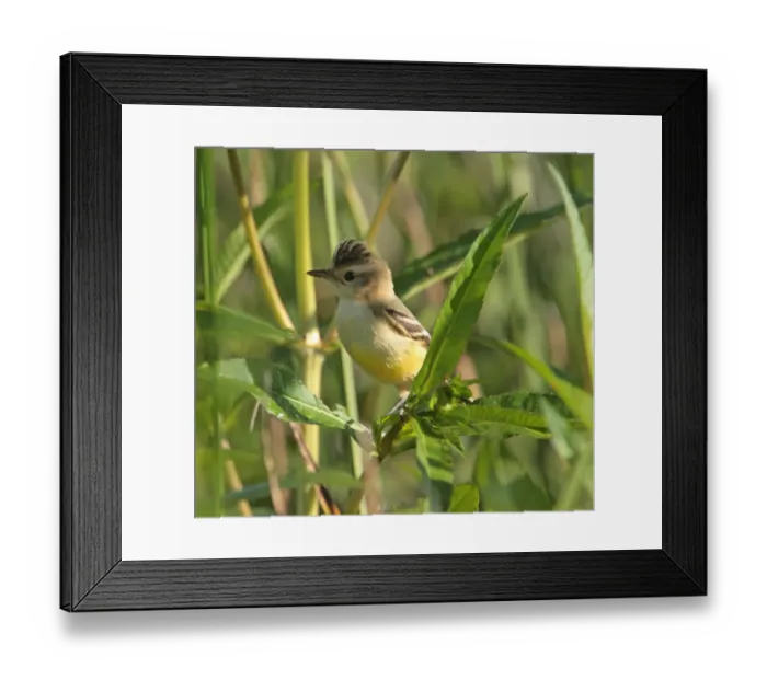 Framed Print : Crested Doradito (Pseudocolopteryx sclateri) juvenile, perched on stem, Rincon de Cobo, Buenos Aires Province, Argentina, february Framed Print : Crested Doradito (Pseudocolopteryx sclateri) juvenile, perched on stem, Rincon de Cobo, Buenos Aires Province, Argentina, february