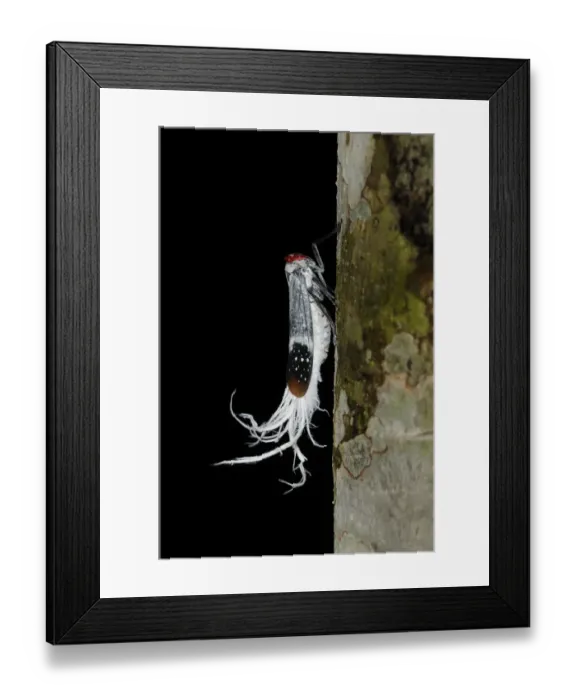 Framed Print : Wax-tailed Planthopper (Lystra lanata) adult, resting on tree trunk, Yasuni N. P. Amazon, Ecuador Framed Print : Wax-tailed Planthopper (Lystra lanata) adult, resting on tree trunk, Yasuni N. P. Amazon, Ecuador