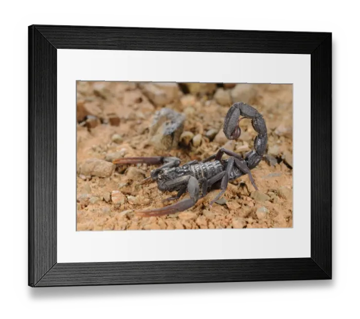 Framed Print : Scorpion (Hottentotta franzwerneri) adult, in desert, Morocco, january