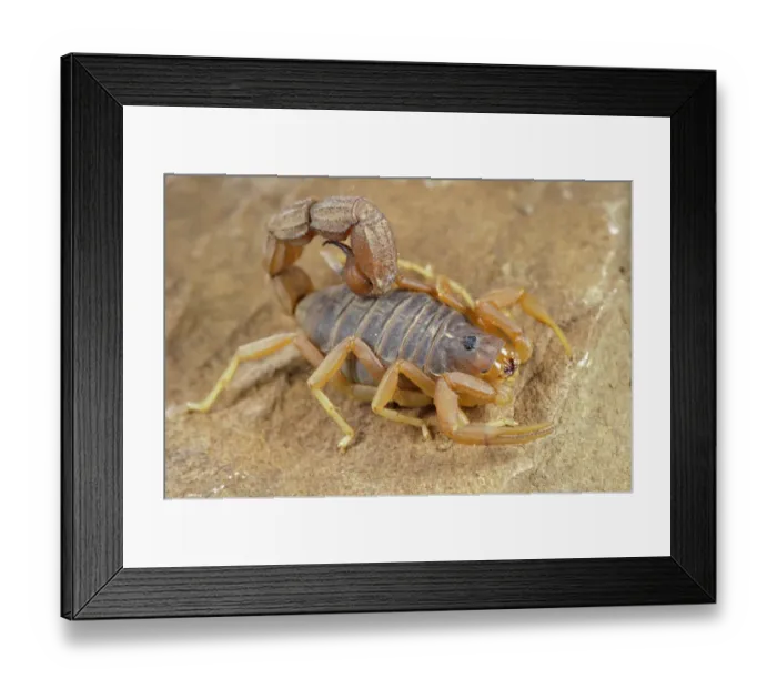 Framed Print : Yellow Thick-tailed Scorpion (Parabuthus mossambicensis) adult, on rock, Karoo Region, South Africa Framed Print : Yellow Thick-tailed Scorpion (Parabuthus mossambicensis) adult, on rock, Karoo Region, South Africa