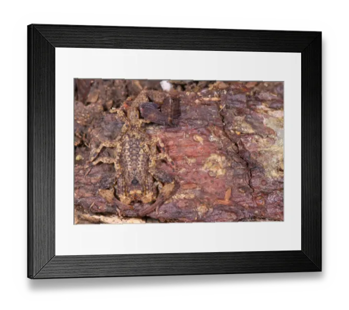 Framed Print : Devil Scorpion (Tytius silvestris) adult, camouflaged on bark, Los Amigos Biological Station, Madre de Dios, Amazonia, Peru Framed Print : Devil Scorpion (Tytius silvestris) adult, camouflaged on bark, Los Amigos Biological Station, Madre de Dios, Amazonia, Peru