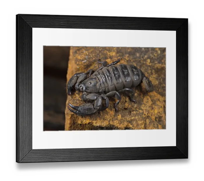 Framed Print : South African Scorpion (Opisthacanthus validus) adult, on rock, Drakensberg, South Africa Framed Print : South African Scorpion (Opisthacanthus validus) adult, on rock, Drakensberg, South Africa