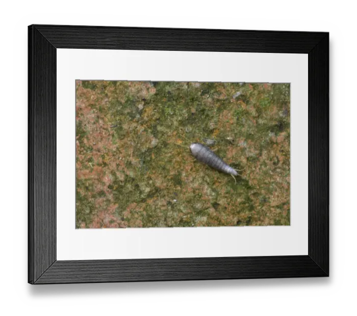 Framed Print : Silverfish (Lepisma saccharina) adult, Essex, England