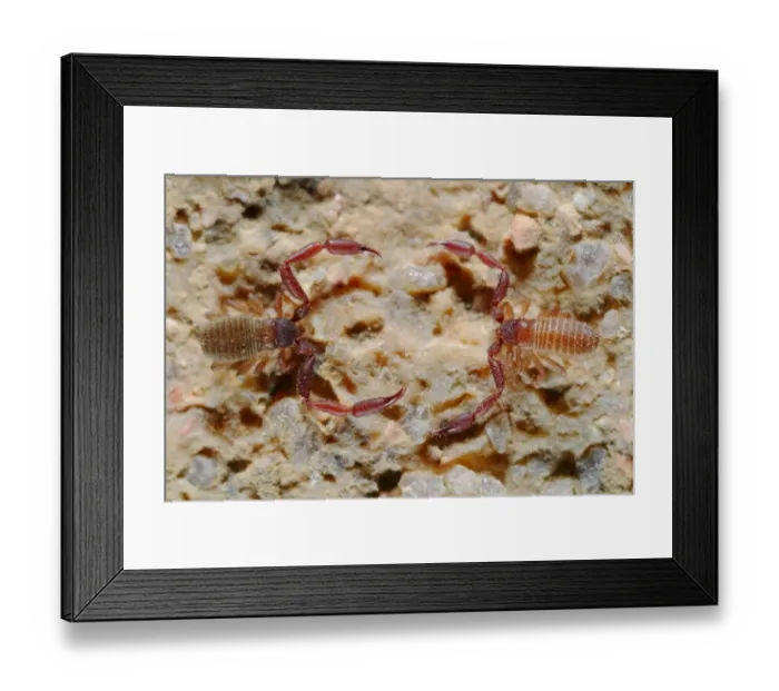 Framed Print : Pseudoscorpion (Withius sp. ) two adults, facing each other, Socotra, Yemen, march Framed Print : Pseudoscorpion (Withius sp. ) two adults, facing each other, Socotra, Yemen, march