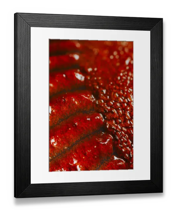 Framed Print : Slug (Gastropoda sp. ) adult, close-up of red skin, Italy, august Framed Print : Slug (Gastropoda sp. ) adult, close-up of red skin, Italy, august
