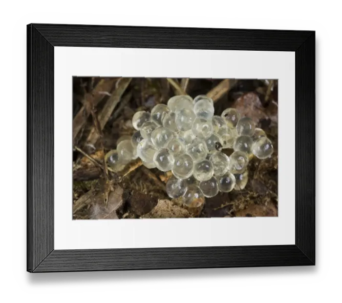 Framed Print : Slug (Arion sp. ) eggs, Parco di San Rossore, Tuscany, Italy, october Framed Print : Slug (Arion sp. ) eggs, Parco di San Rossore, Tuscany, Italy, october