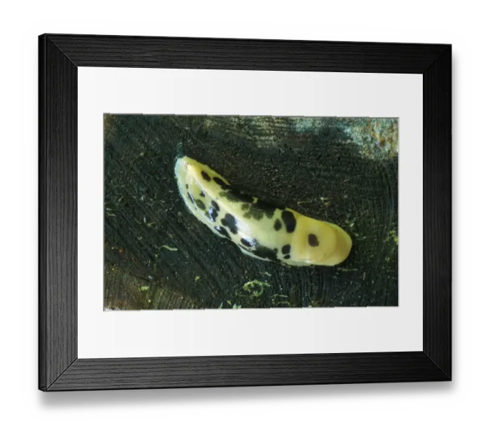 Framed Print : Banana Slug (Ariolimax columbianus) Washington State, USA Framed Print : Banana Slug (Ariolimax columbianus) Washington State, USA