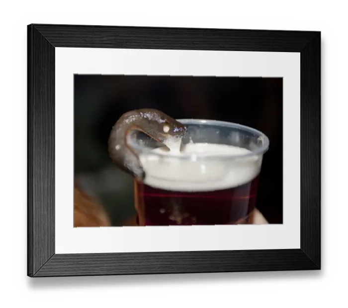 Framed Print : Great Black Slug (Arion ater) brown form, adult, drinking beer from plastic glass, Whitewell, Clitheroe, Lancashire, England, september Framed Print : Great Black Slug (Arion ater) brown form, adult, drinking beer from plastic glass, Whitewell, Clitheroe, Lancashire, England, september