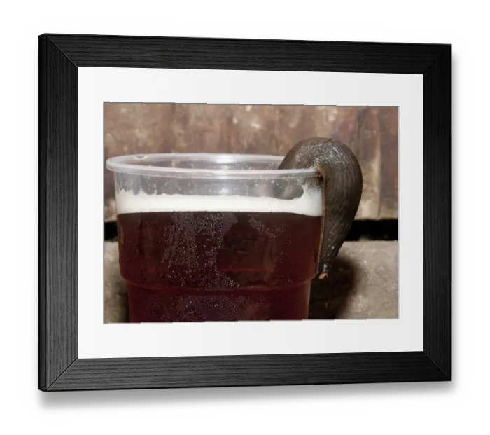 Framed Print : Great Black Slug (Arion ater) brown form, adult, drinking beer from plastic glass, Whitewell, Clitheroe, Lancashire, England, september