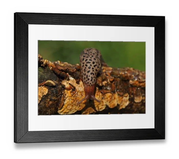 Framed Print : Great Grey Slug (Limax maximus) adult, on fungi covered branch, Norwich, Norfolk, England, july