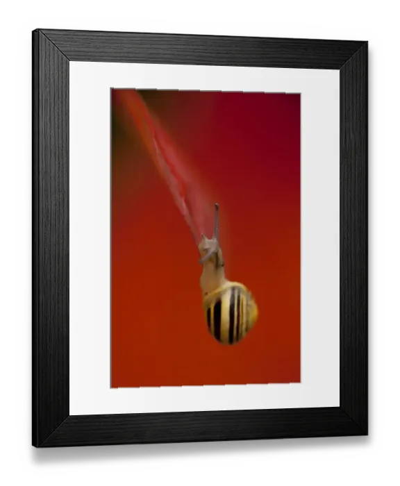 Framed Print : White-lipped Banded Snail (Cepaea hortensis) adult, on red autumn leaf, Sheffield, South Yorkshire, England, november