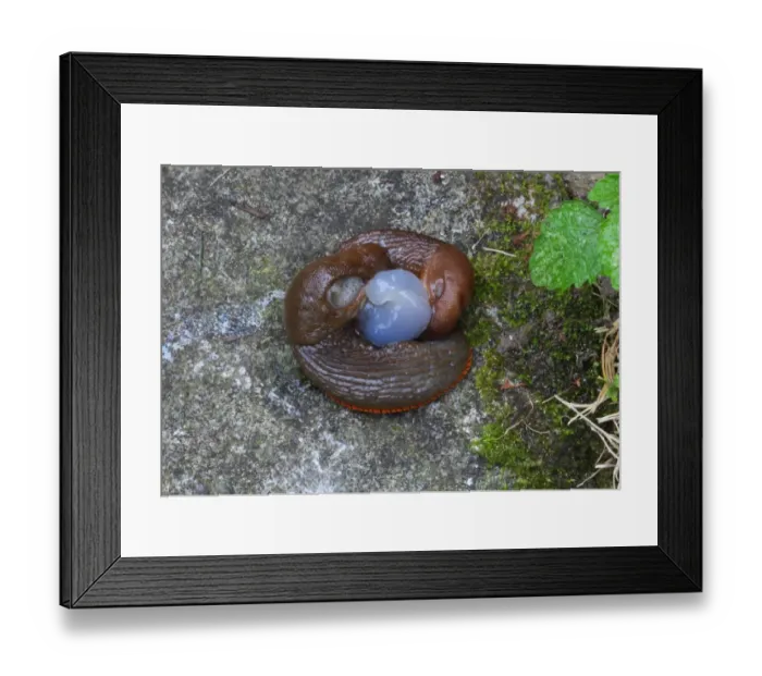 Framed Print : Red Slug (Arion ater rufus) adult pair, mating, Norfolk, England, september Framed Print : Red Slug (Arion ater rufus) adult pair, mating, Norfolk, England, september