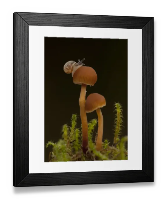 Framed Print : Garden Snail (Helix aspersa) baby, on small fungi, Sheffield, South Yorkshire, England