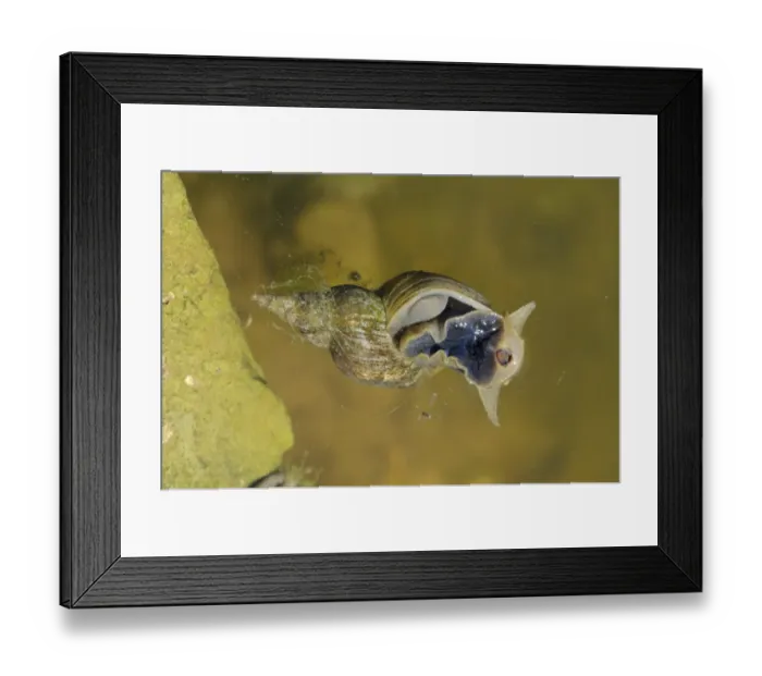Framed Print : Great Pond Snail (Lymnaea stagnalis) adult, feeding at surface of water, Oxfordshire, England, july Framed Print : Great Pond Snail (Lymnaea stagnalis) adult, feeding at surface of water, Oxfordshire, England, july