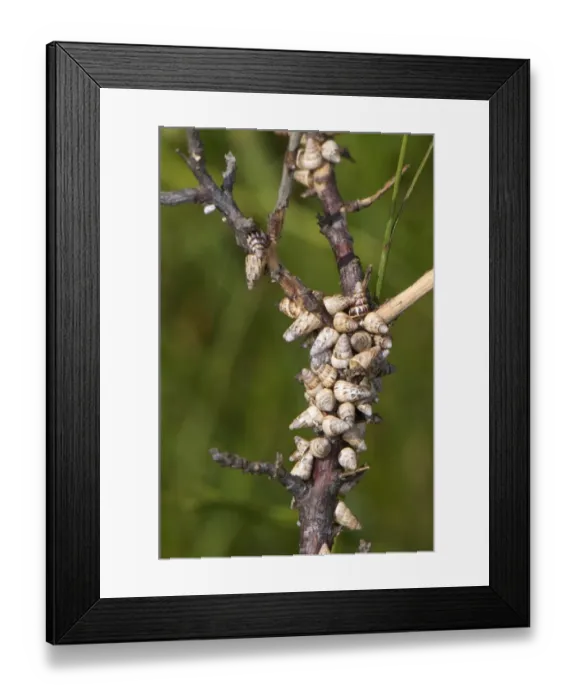 Framed Print : Pointed Snail (Cochlicella acuta) young, group in aestivation, resting together to save water, France Framed Print : Pointed Snail (Cochlicella acuta) young, group in aestivation, resting together to save water, France