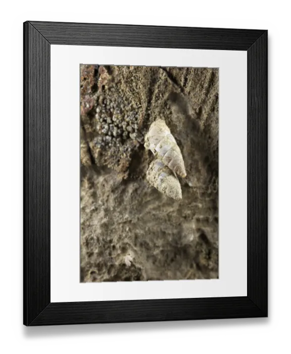 Framed Print : Snail (Toffolettia striolata) two adults, rare species strictly related to unpolluted drystone walls, Cinque Terre National Park, La Spezia Province, Liguria, Italy, march Framed Print : Snail (Toffolettia striolata) two adults, rare species strictly related to unpolluted drystone walls, Cinque Terre National Park, La Spezia Province, Liguria, Italy, march