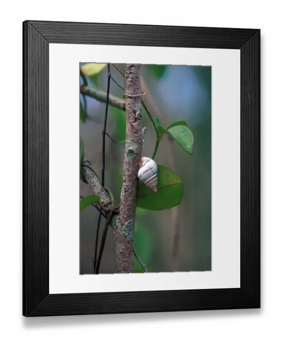 Framed Print : Liguus Tree Snail (Liguus fasciatus pictus) Florida Framed Print : Liguus Tree Snail (Liguus fasciatus pictus) Florida