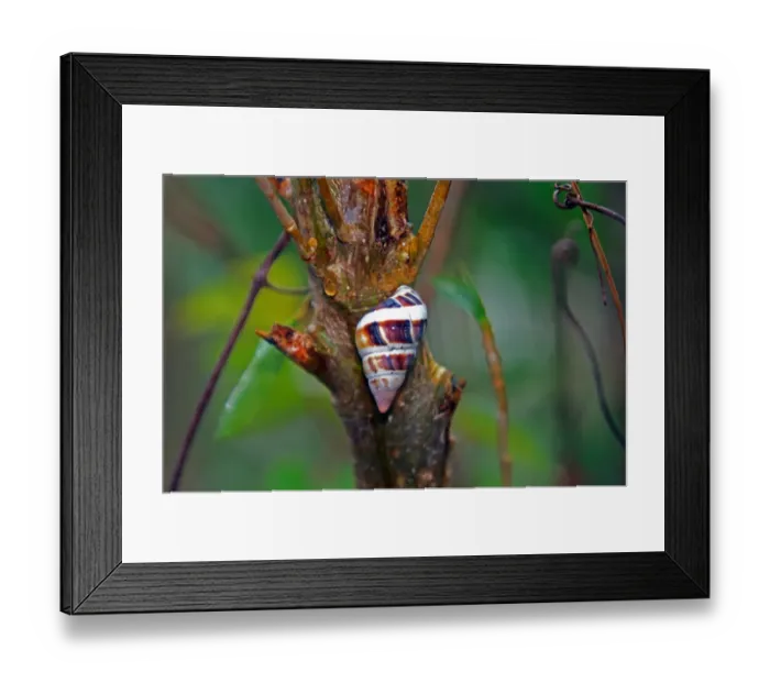 Framed Print : Liguus Tree Snail (Liguus fasciatus pictus) Florida Framed Print : Liguus Tree Snail (Liguus fasciatus pictus) Florida