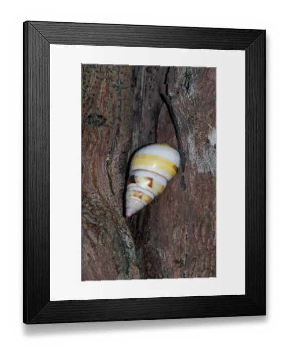 Framed Print : Liguus Tree Snail (Liguus fasciatus) Florida Framed Print : Liguus Tree Snail (Liguus fasciatus) Florida