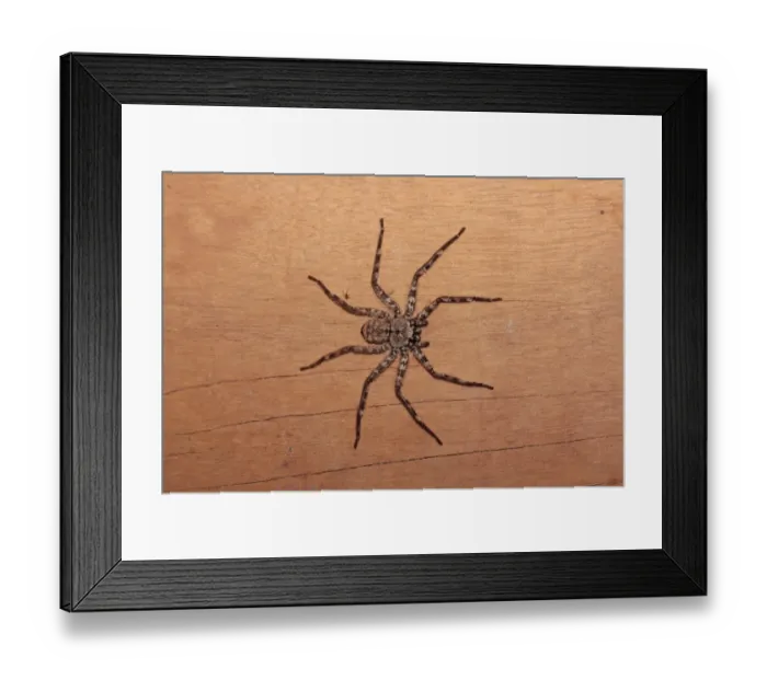 Framed Print : Brown Huntsman Spider (Heteropoda venatoria) adult, Porto Jofre, Mato Grosso, Brazil, september Framed Print : Brown Huntsman Spider (Heteropoda venatoria) adult, Porto Jofre, Mato Grosso, Brazil, september