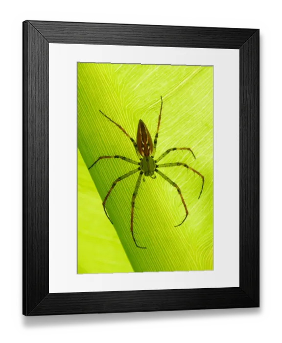 Framed Print : Madagascar Lynx Spider (Peucetia madagascariensis) adult, resting on leaf, Antsirabe, Central Madagascar, august