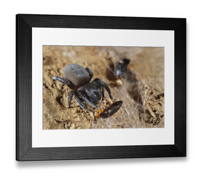 Framed Print : Velvet Spider (Dresserus sp. ) adult, feeding on cockroach prey caught in cribellate (woolly silk), Karoo Region, South Africa