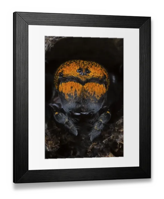 Framed Print : Ladybird Spider (Eresus sp. ) adult female, emerging from retreat, Tuscany, Italy Framed Print : Ladybird Spider (Eresus sp. ) adult female, emerging from retreat, Tuscany, Italy