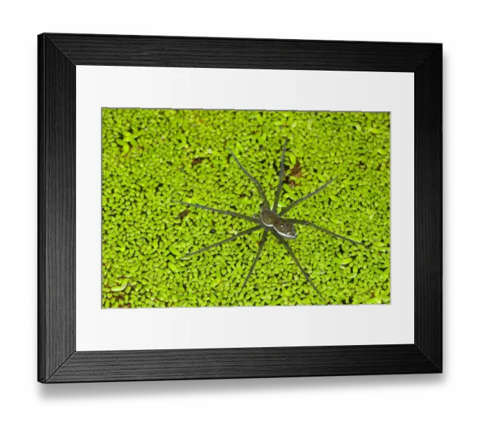Framed Print : Fishing Spider (Dolomedes sp. ) adult, walking on duckweed at surface of water, Los Amigos Biological Station, Madre de Dios, Amazonia, Peru Framed Print : Fishing Spider (Dolomedes sp. ) adult, walking on duckweed at surface of water, Los Amigos Biological Station, Madre de Dios, Amazonia, Peru