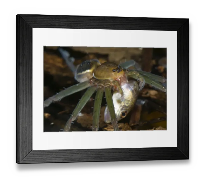 Framed Print : Fishing Spider (Dolomedes sp. ) adult, feeding on tadpole prey, Los Amigos Biological Station, Madre de Dios, Amazonia, Peru