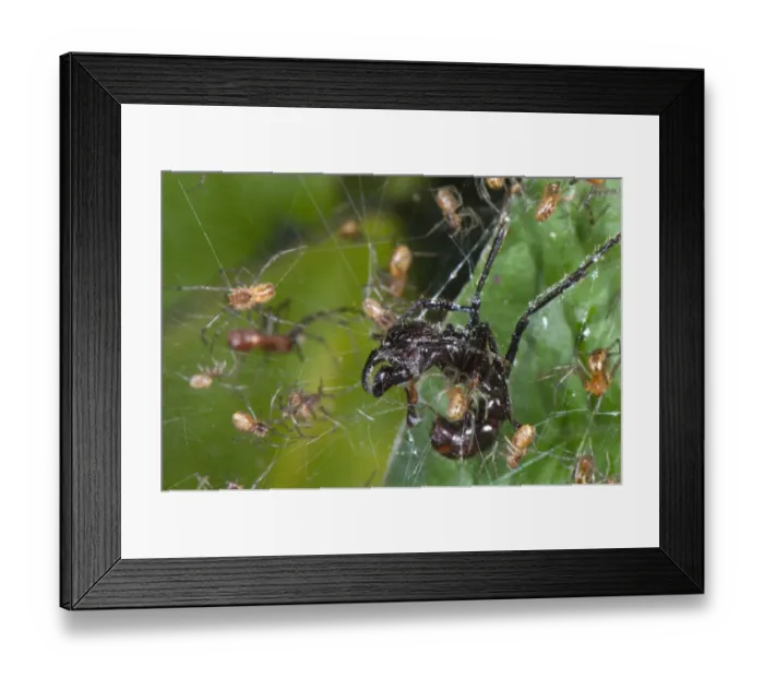 Framed Print : Social Spider (Anelosimus sp. ) adults, group with Bullet Ant (Paraponera clavata) caught in communal web, Los Amigos Biological Station, Madre de Dios, Amazonia, Peru Framed Print : Social Spider (Anelosimus sp. ) adults, group with Bullet Ant (Paraponera clavata) caught in communal web, Los Amigos Biological Station, Madre de Dios, Amazonia, Peru
