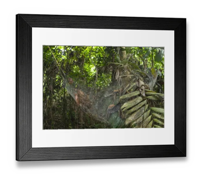 Framed Print : Social Spider (Anelosimus sp. ) communal web in tropical forest habitat, Los Amigos Biological Station, Madre de Dios, Amazonia, Peru Framed Print : Social Spider (Anelosimus sp. ) communal web in tropical forest habitat, Los Amigos Biological Station, Madre de Dios, Amazonia, Peru