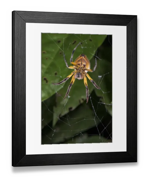 Framed Print : Orb-weaver Spider (Araneidae sp. ) adult female, resting on web, Los Amigos Biological Station, Madre de Dios, Amazonia, Peru Framed Print : Orb-weaver Spider (Araneidae sp. ) adult female, resting on web, Los Amigos Biological Station, Madre de Dios, Amazonia, Peru