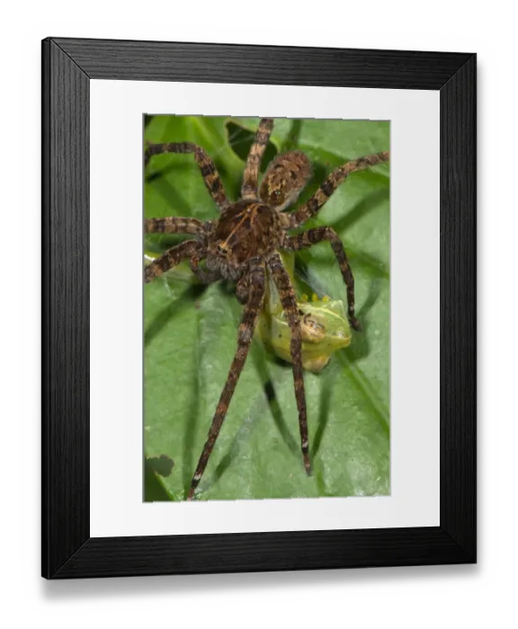 Framed Print : Wandering Spider (Ctenidae sp. ) adult, feeding on Gunther's Banded Treefrog (Hypsiboas fasciatus) prey, Los Amigos Biological Station, Madre de Dios, Amazonia, Peru Framed Print : Wandering Spider (Ctenidae sp. ) adult, feeding on Gunther's Banded Treefrog (Hypsiboas fasciatus) prey, Los Amigos Biological Station, Madre de Dios, Amazonia, Peru